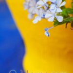 Pale blue and deep blue