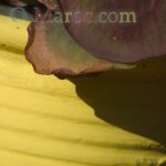 Majorelle Yellow