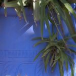 Blue in Majorelle