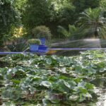 The water lily pond