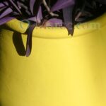 Purple leaves