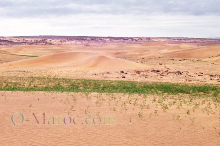 One man’s dunes are not another’s Greenery springs up in the desert