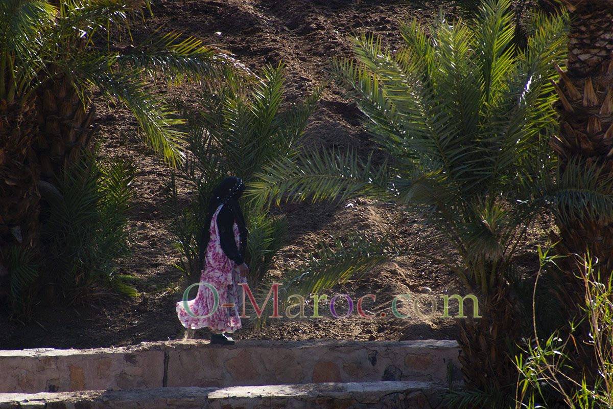 In Tazzarine, a woman walks under the palm trees following the seguia