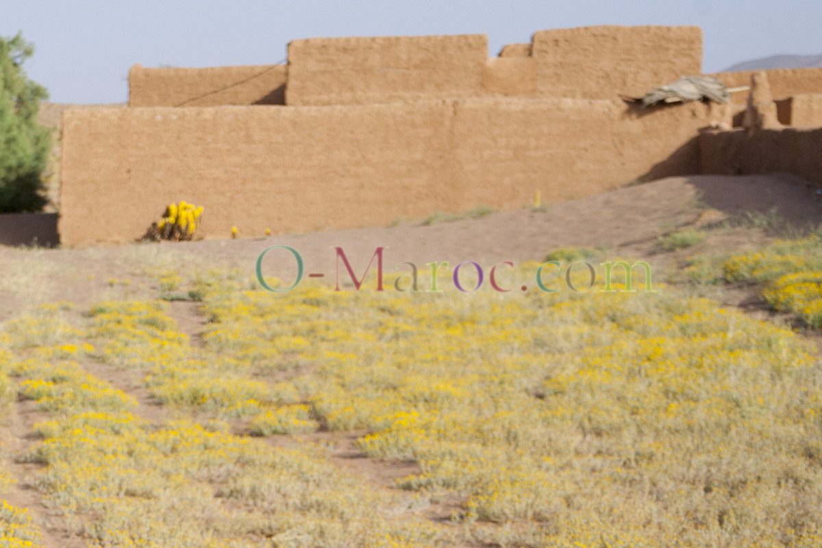 Cistanches against a clay wall