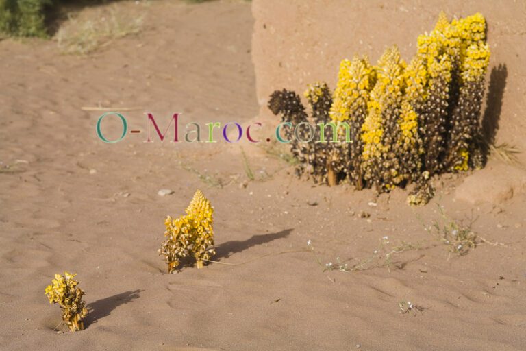 Bush of cistanches phelypaea