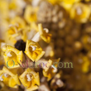 Detail fleurs cistanche