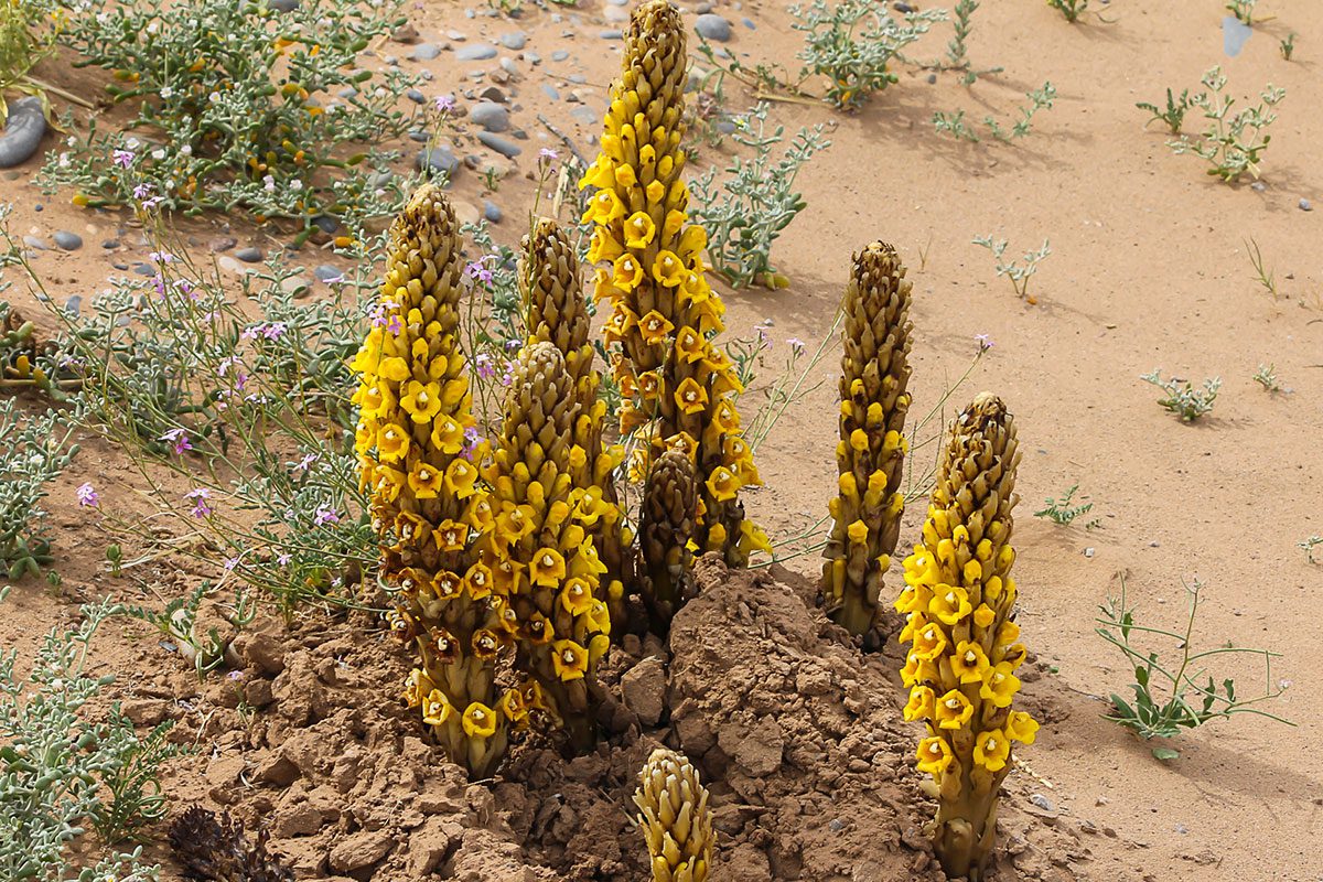 Cistanche lutea