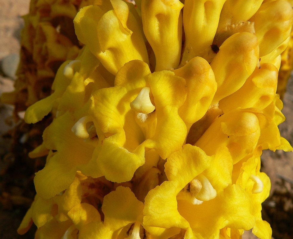 Close-up of the flower of cistanche lutea