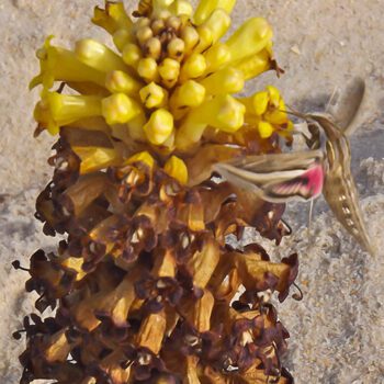 Cistanche Lutea with foraging insect
