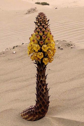 Cistanche lutea photo