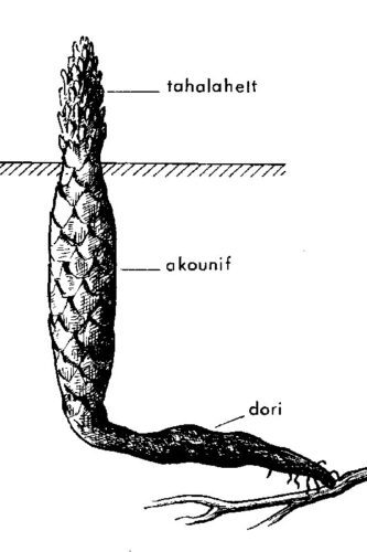 Drawing of the cistanche root