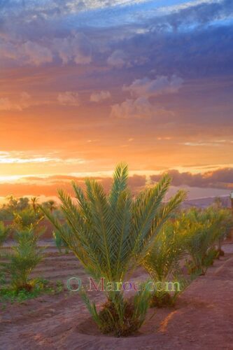 Another sunset over the palm trees