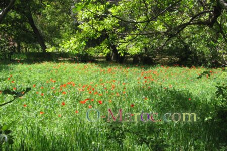 Rose gardens with green wheat and poppies in the middle