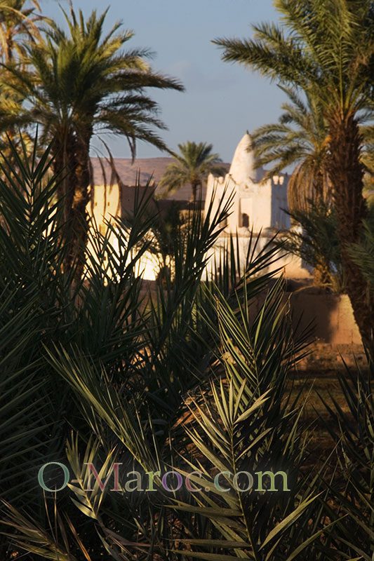 White Marabout behind the palm trees
