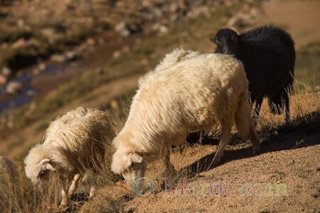 Three thick-wool sheep in the mountains