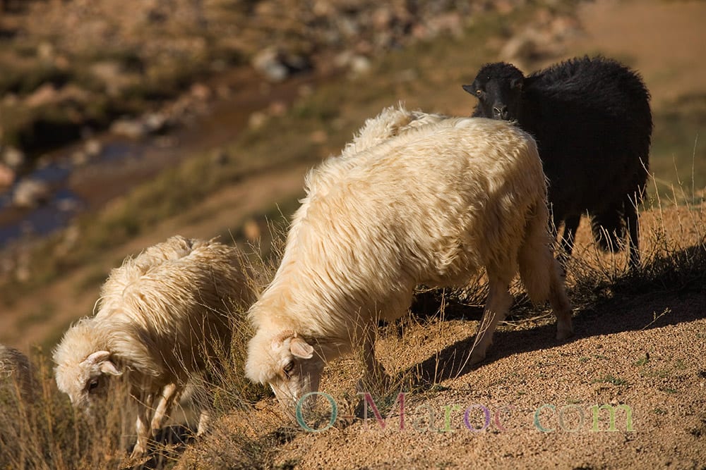 Three thick-wool sheep in the mountains