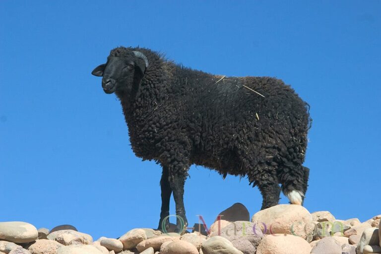 Black sheep on a stone hill