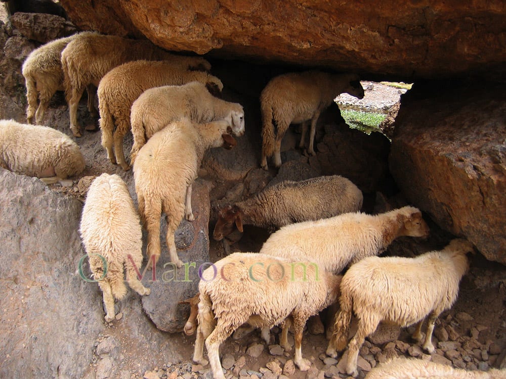 herd of brown-headed abrqui sheep under a rock in the Mgoun