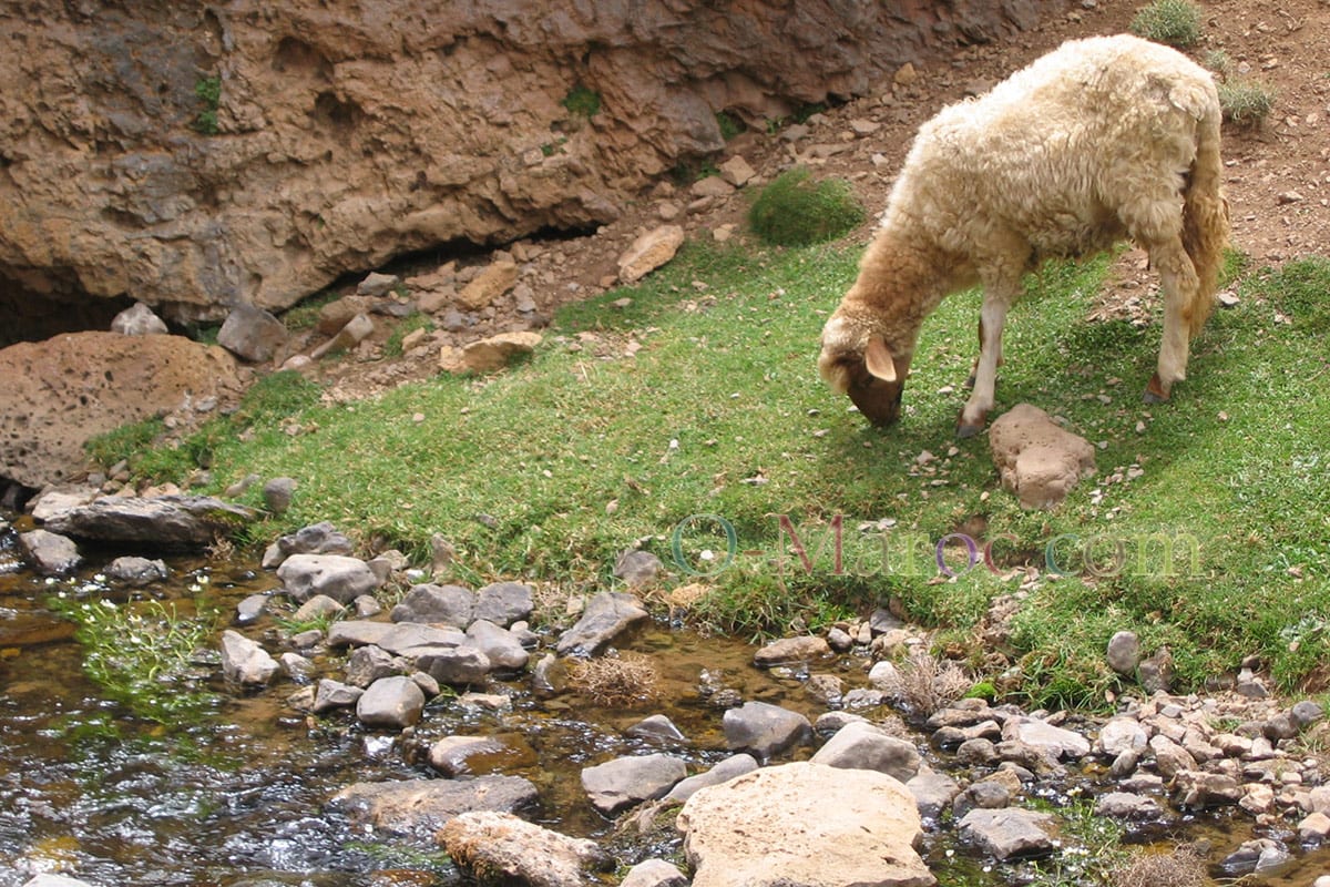 Brown-headed ewes drinking in the MGoun