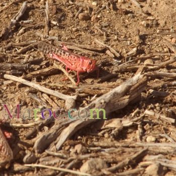 Cricket, red and immature, on the ground