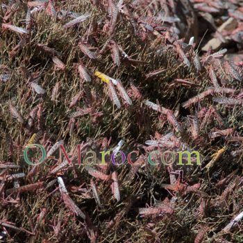 Swarm of locusts on a bush