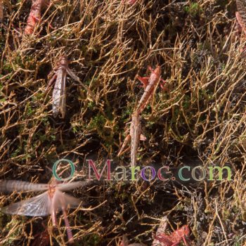Swarm of locusts on a bush