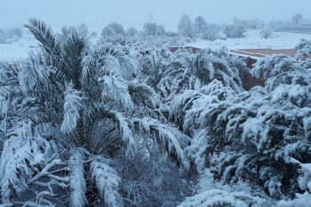 Palm trees under the snow in Ouarzazate