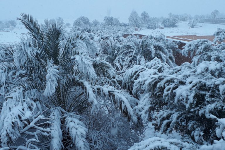 Winter in Morocco and the ‘Lyali’, between snow and sunshine Palm trees under the snow in Ouarzazate