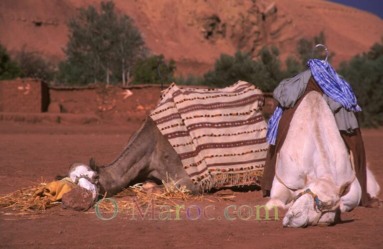 In front of Aït Benhaddou, two camels are resting.