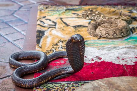 Snakes on Jemaa Fna