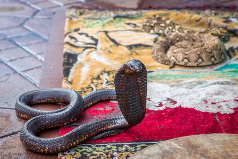 Snakes on Jemaa Fna
