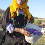 An old woman proudly displays her basket filled with saffron flowers