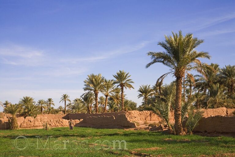 Henna plots under the palm trees of Tazzarine