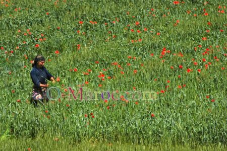 Woman in the fields in the Dades valley, wheat grass and poppies