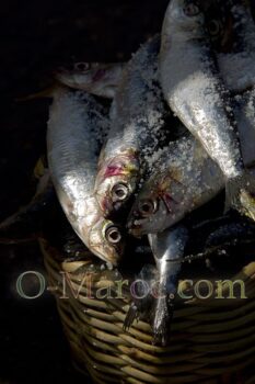 Sardines in a fisherman's basket