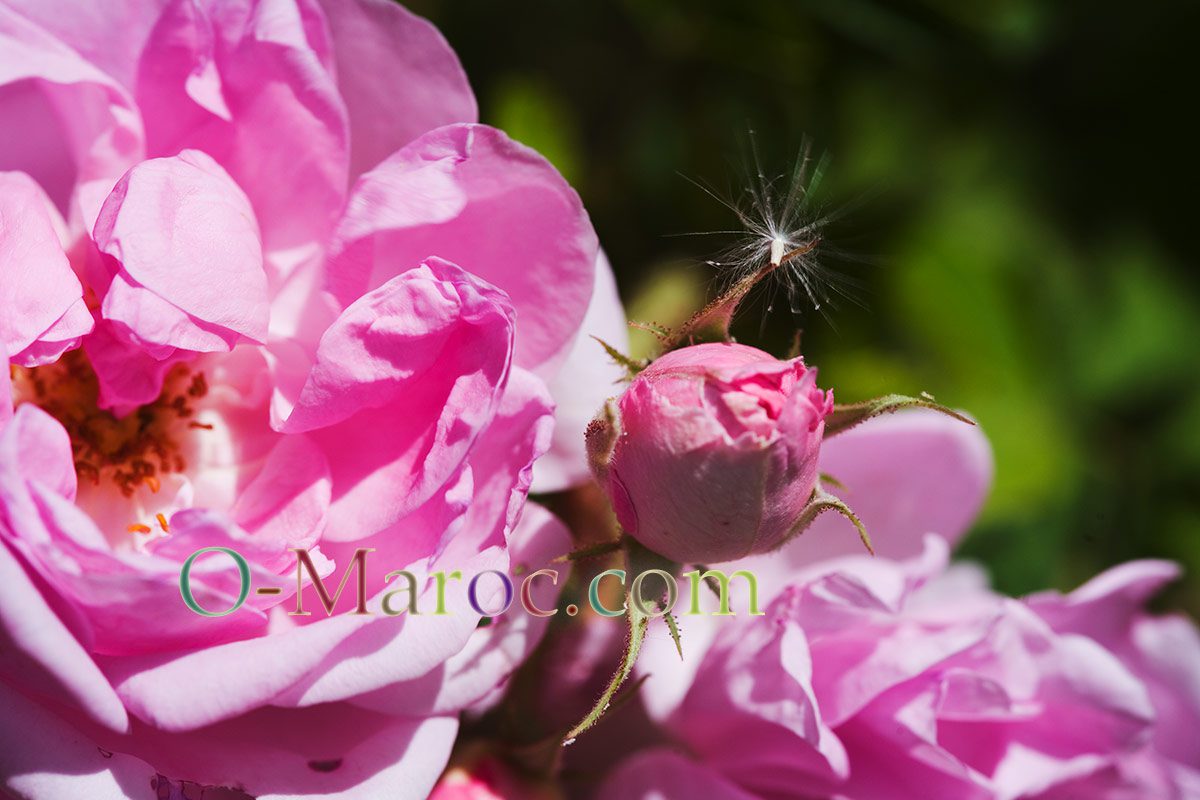 Rosa damascena