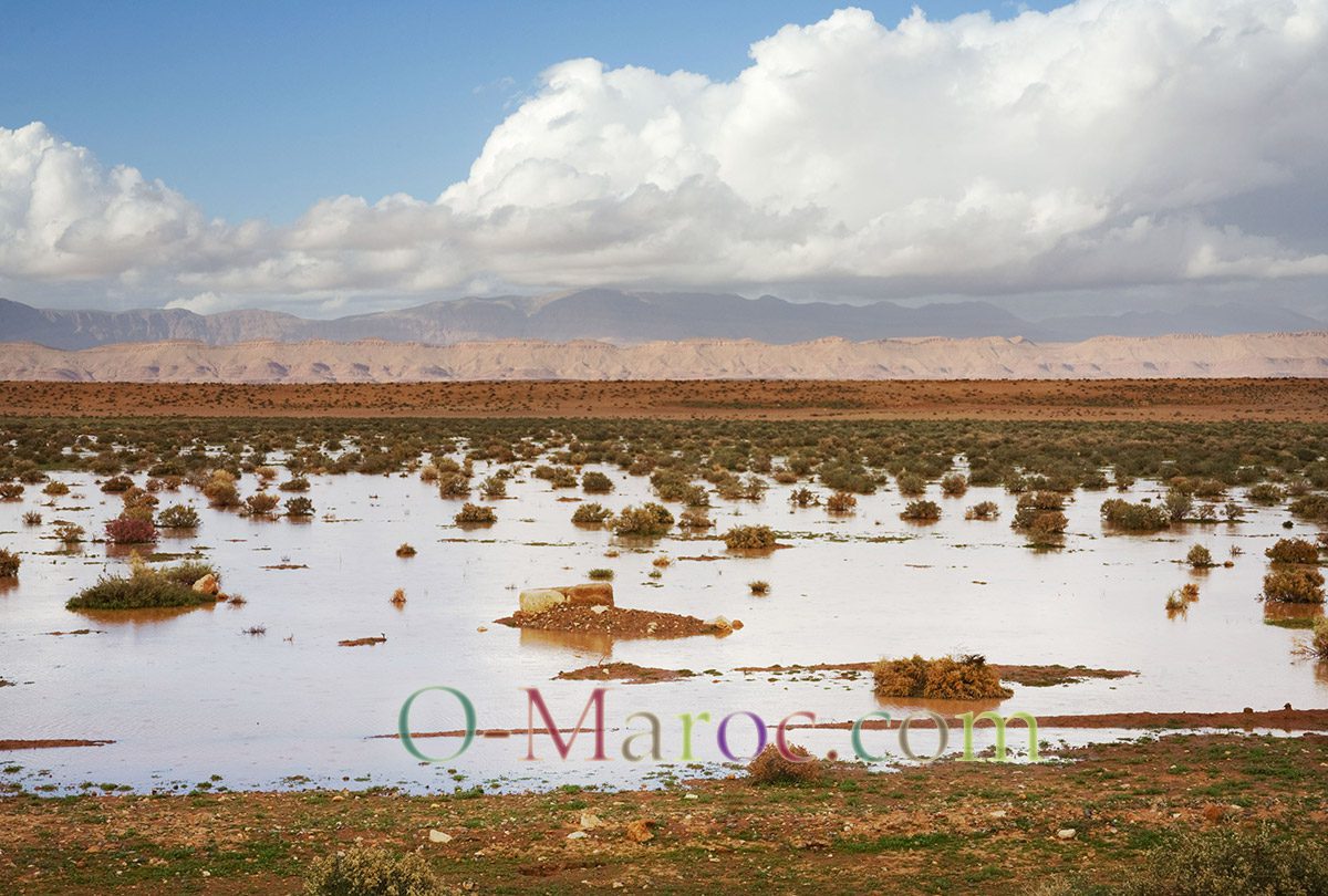 Flooded pastures