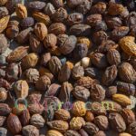Raw argan nut