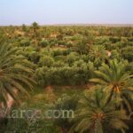 View of the palm grove