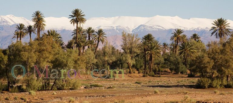 Palm trees in front of a snow-capped mountain