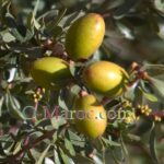 Argan nuts on the tree