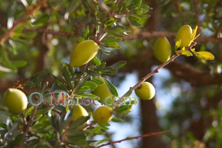 Argan tree branch