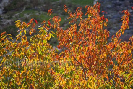 The autumn colours of a tree in the Middle Atlas mountains