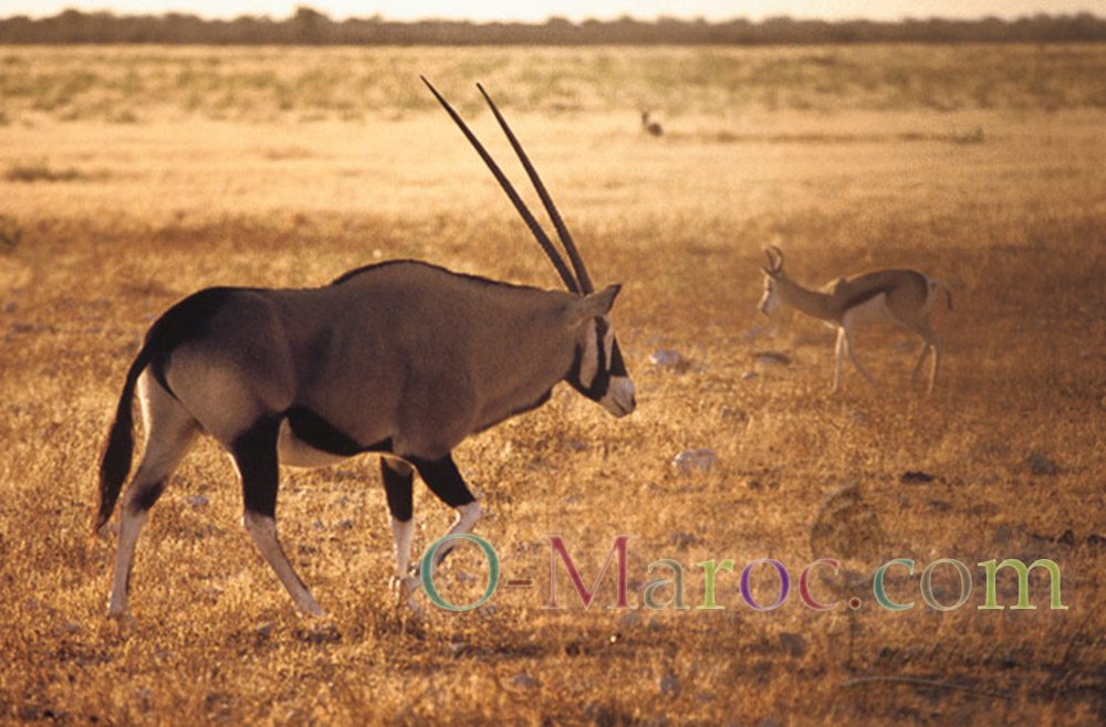 Large male Gemsbock against a savannah landscape