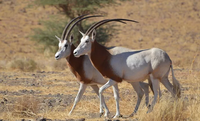Two of the oryx released