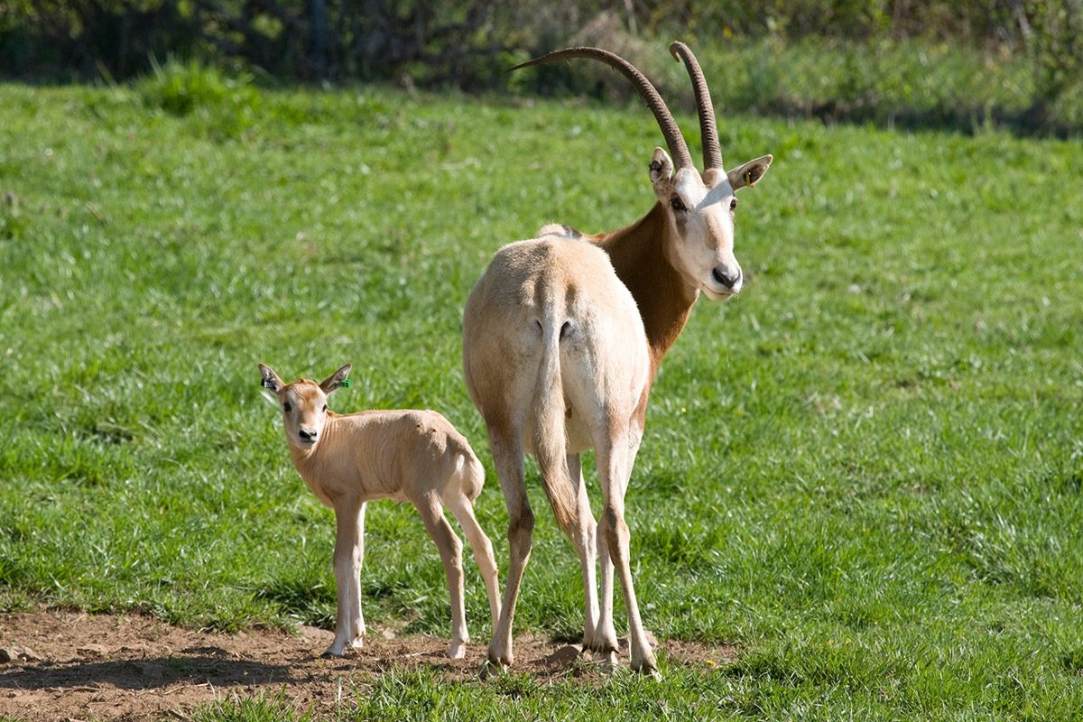 Female oryx dammah in captivity with her young calf