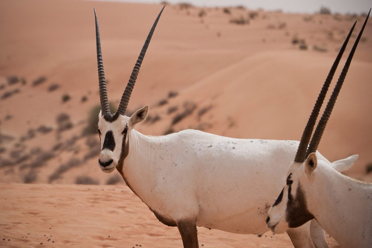 Two Oryx Leucoryx in front of a sand dune