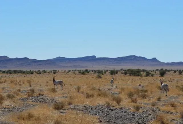 Two free oryx in the Moroccan savannah