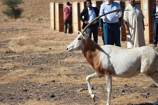Series of cages and forestry staff watching an oryx emerge from its cage
