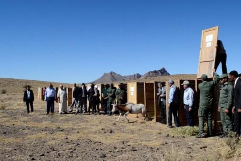 Opening of one of the last oryx cages by Eaux et Forêts